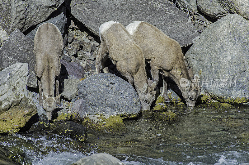 大角羊(Ovis canadensis)是一种原产于北美的绵羊，在怀俄明州的黄石国家公园发现。母亲和小动物。